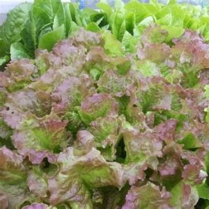 Lettuce - Sierra