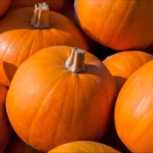 Pumpkins - Small Sugar Pie