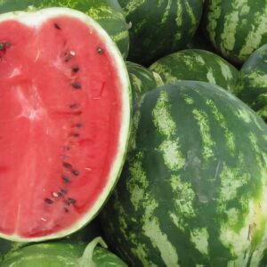 Watermelon - Sugar Baby