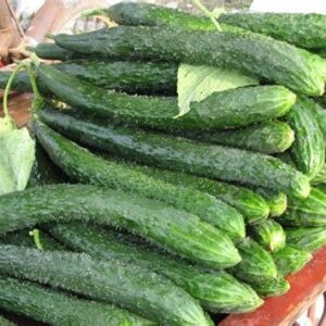 Cucumber - Suyo Long