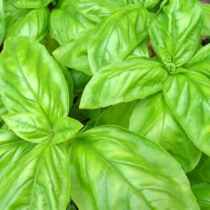 Basil - Sweet Large Leaf